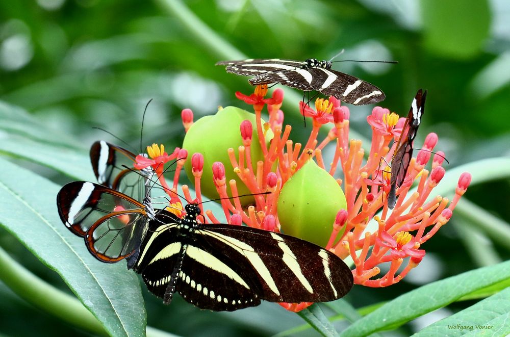 Schmetterlinge-Heliconius charitonius und Greta oto 