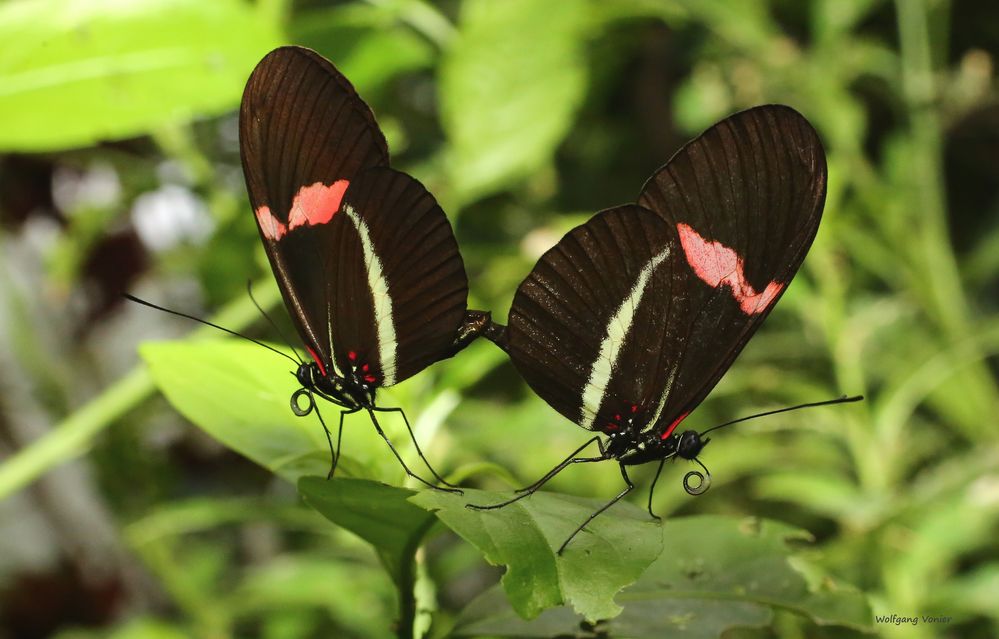 Schmetterlinge-Heliconius erato Kleiner Postbote