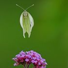 Schmetterlinge hüpfen nicht