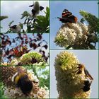 Schmetterlinge  Hummeln  Bienen