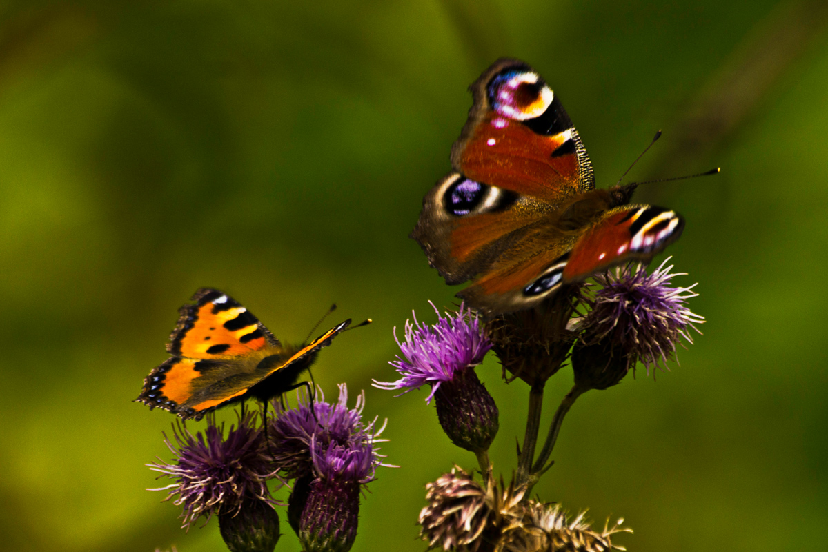 Schmetterlinge III
