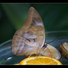 Schmetterlinge  (IIII)