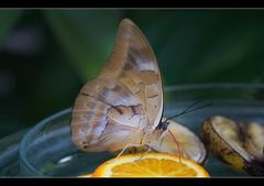 Schmetterlinge  (IIII)