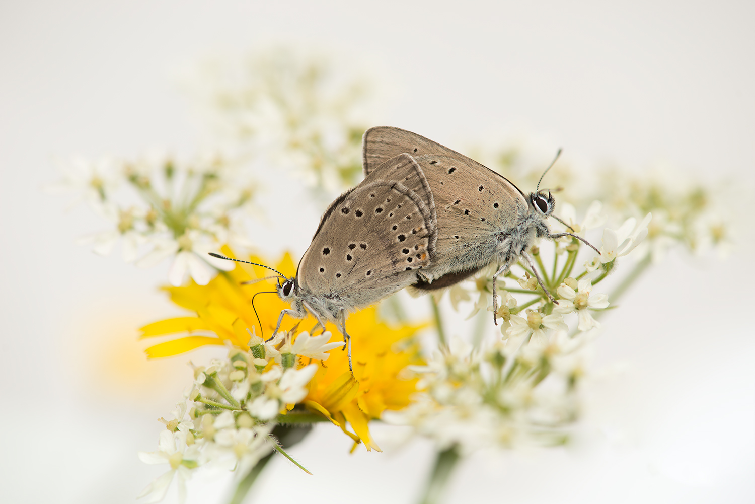 Schmetterlinge im Bauch...