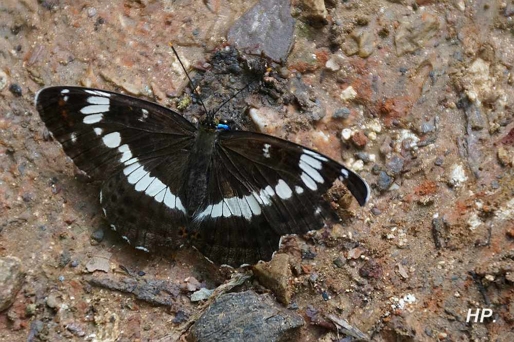 Schmetterlinge im Bauch