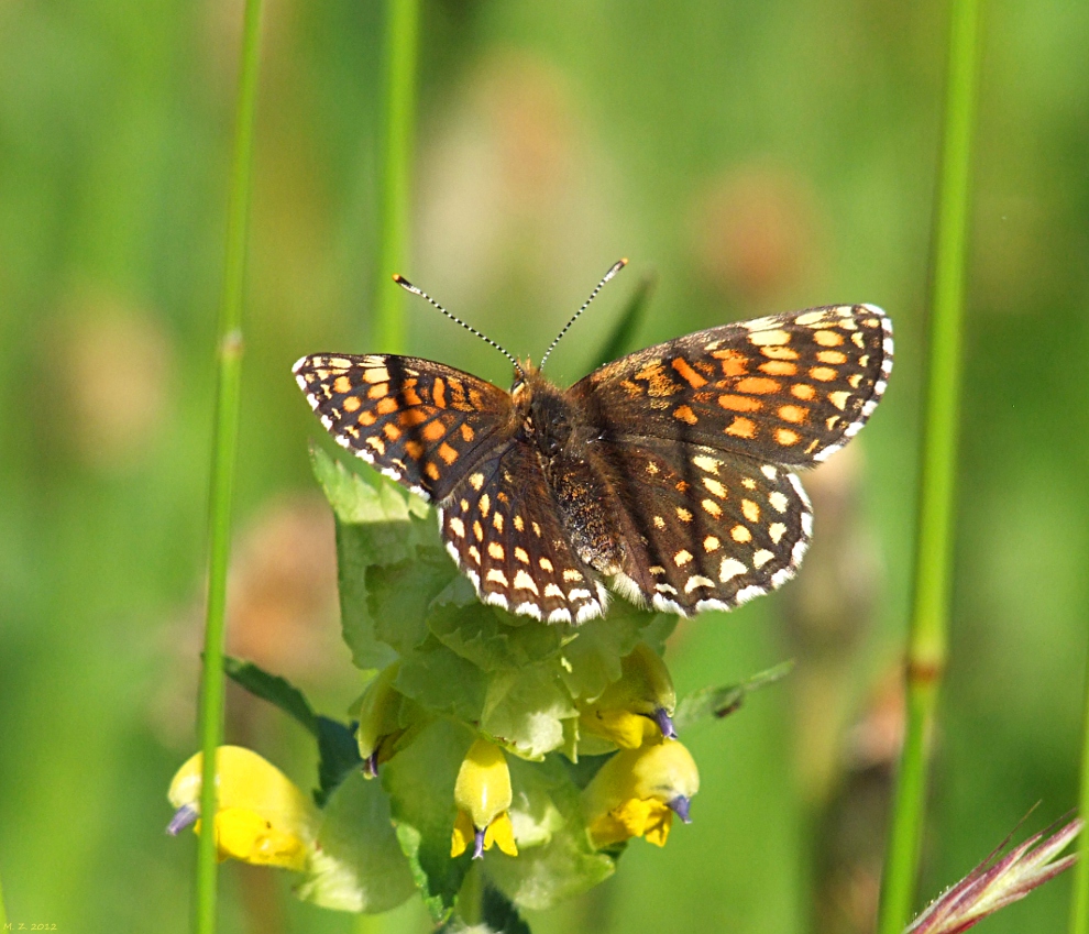 Schmetterlinge im Bauch ;) 1 Foto &amp; Bild tiere, wildlife