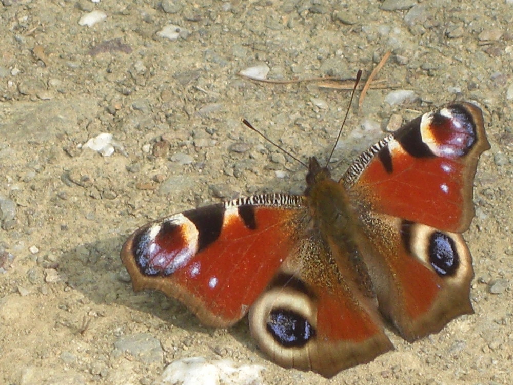 Schmetterlinge im Bauch