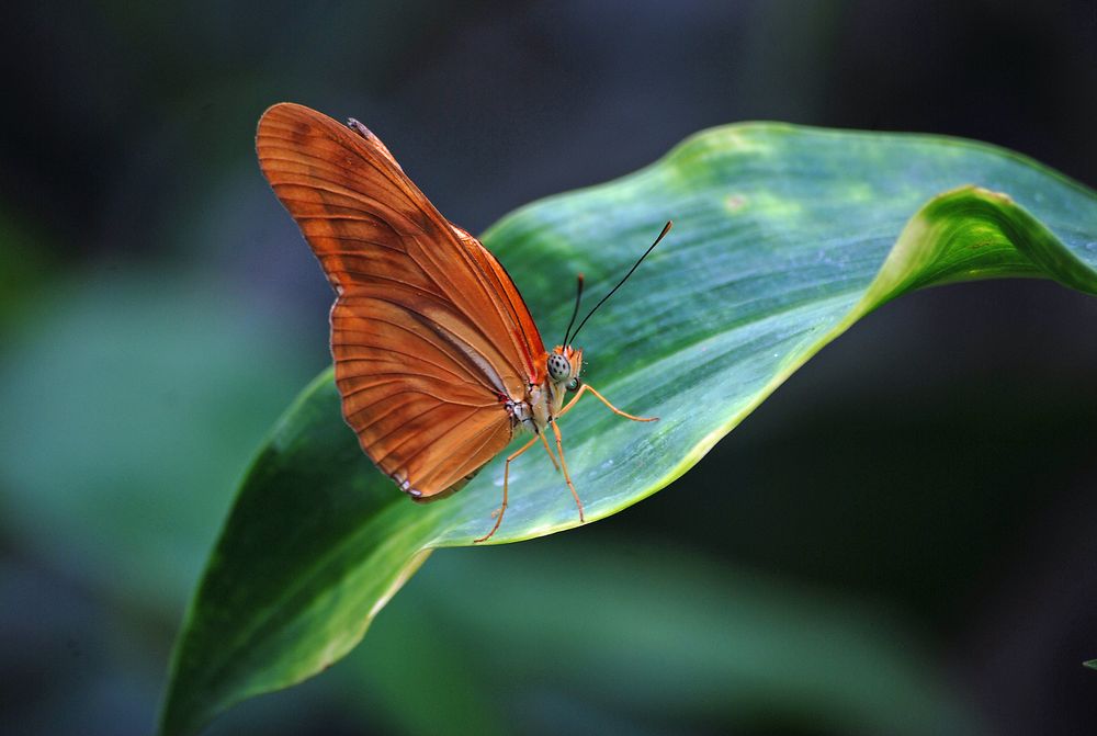 Schmetterlinge im Bauch???? Bild &amp; Foto von Katrin Menker aus Pure