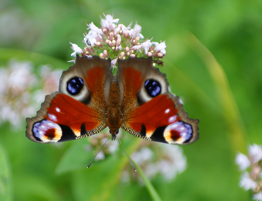 Schmetterlinge im Bauch