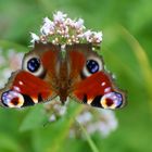 Schmetterlinge im Bauch