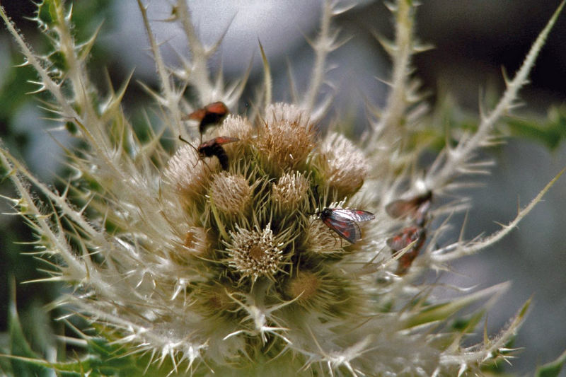 Schmetterlinge im Bauch