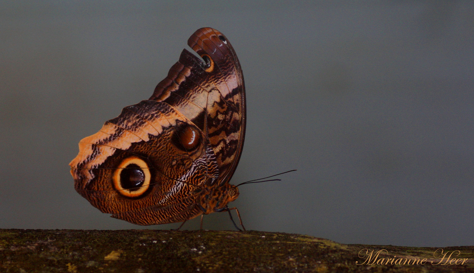 schmetterlinge im bauch