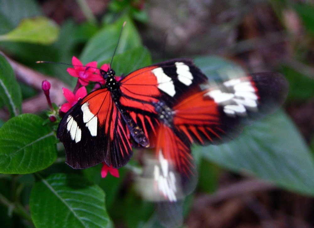 Schmetterlinge im Bauch Foto & Bild tiere, wildlife, natur Bilder auf