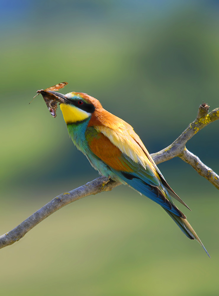 Schmetterlinge im Bauch