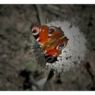 Schmetterlinge im Bauch