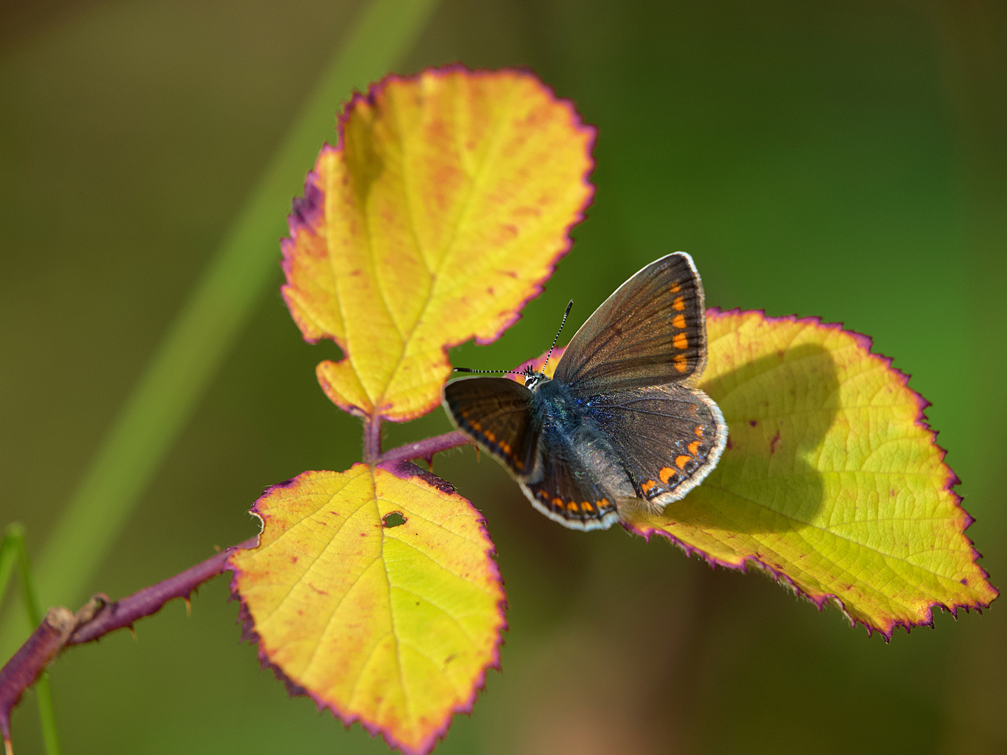 Schmetterlinge im Bauch....