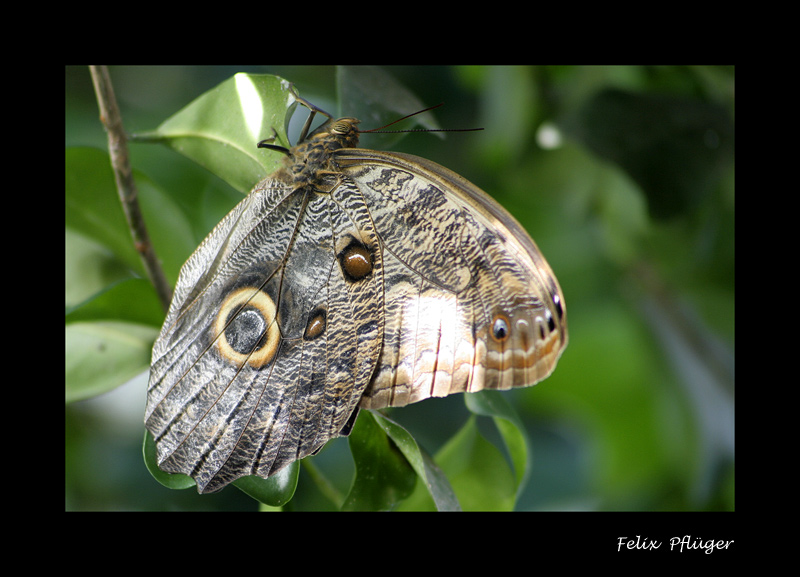 Schmetterling(e) im Bauch Foto & Bild | tiere, zoo, wildpark