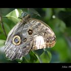 Schmetterling(e) im Bauch