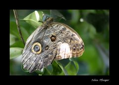 Schmetterling(e) im Bauch