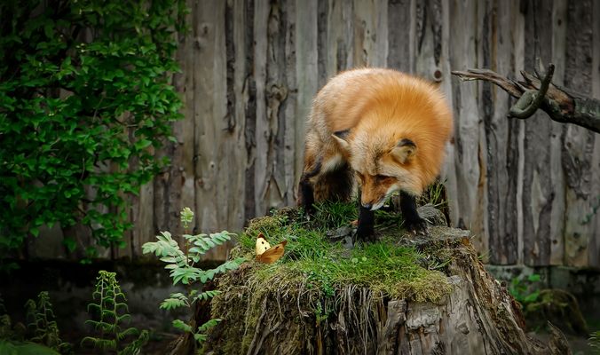 Schmetterlinge im  Bauch...