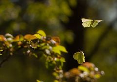 Schmetterlinge im Bauch