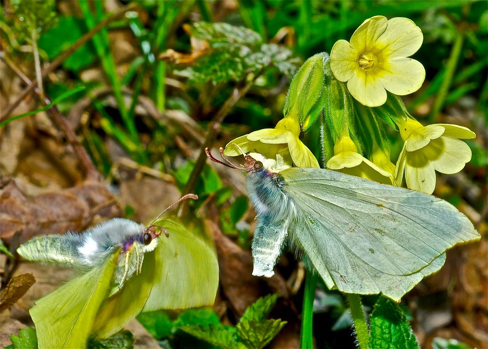 Schmetterlinge im Bauch :-)) by gekko111 