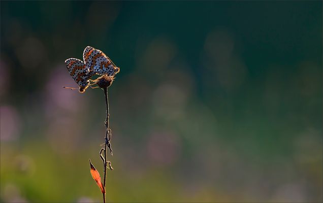 - Schmetterlinge im Bauch -