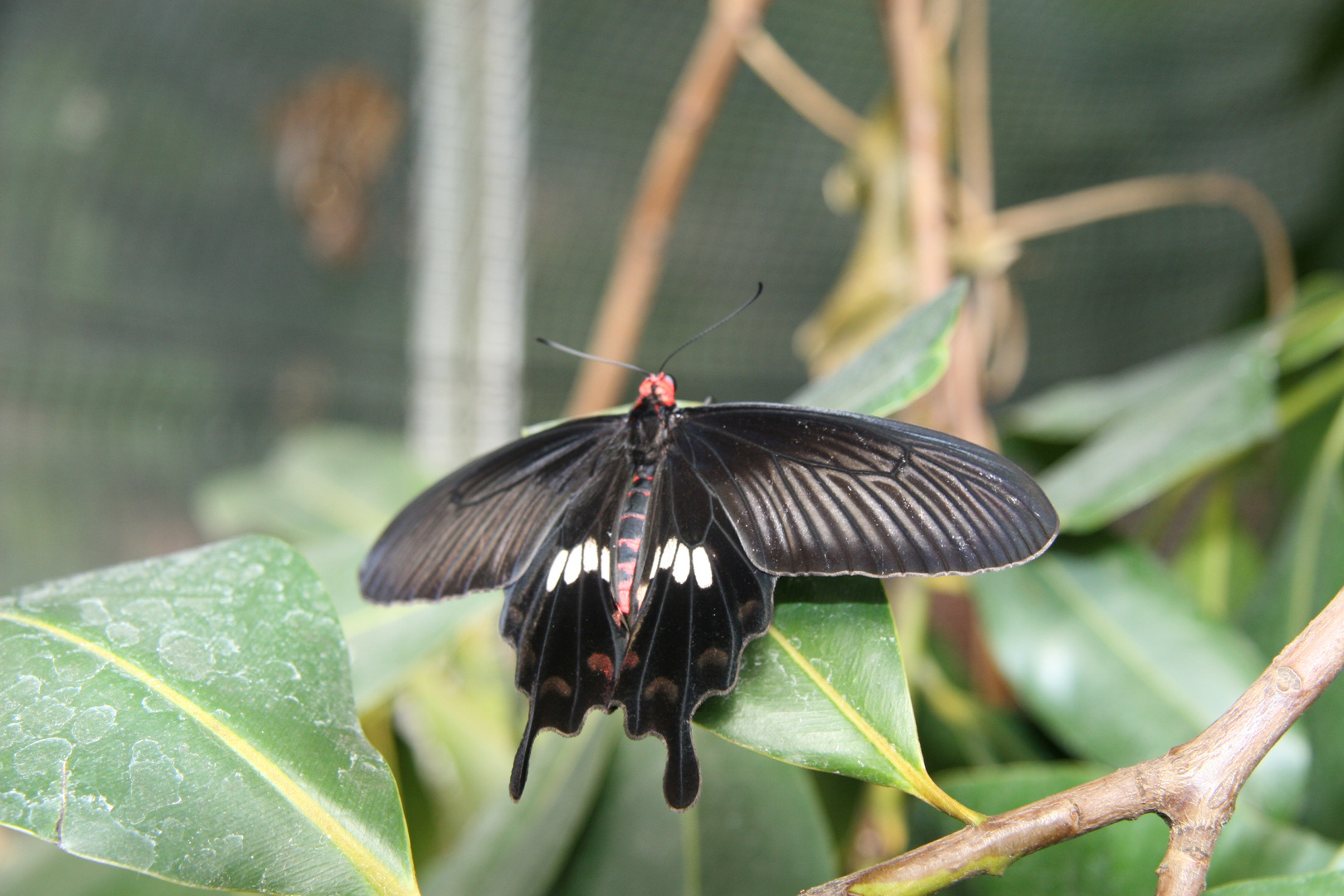 Schmetterlinge im Botanischen garten in München 1