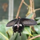 Schmetterlinge im Botanischen garten in München 1