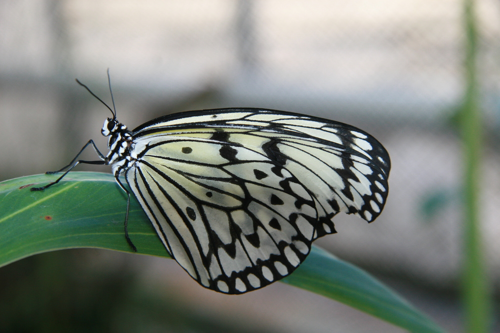 Schmetterlinge im Botanischen Garten in München 2