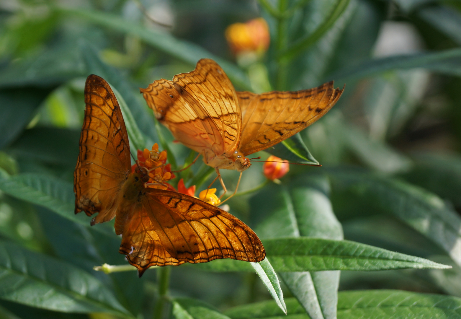 Schmetterlinge im botanischen Garten München