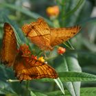 Schmetterlinge im botanischen Garten München