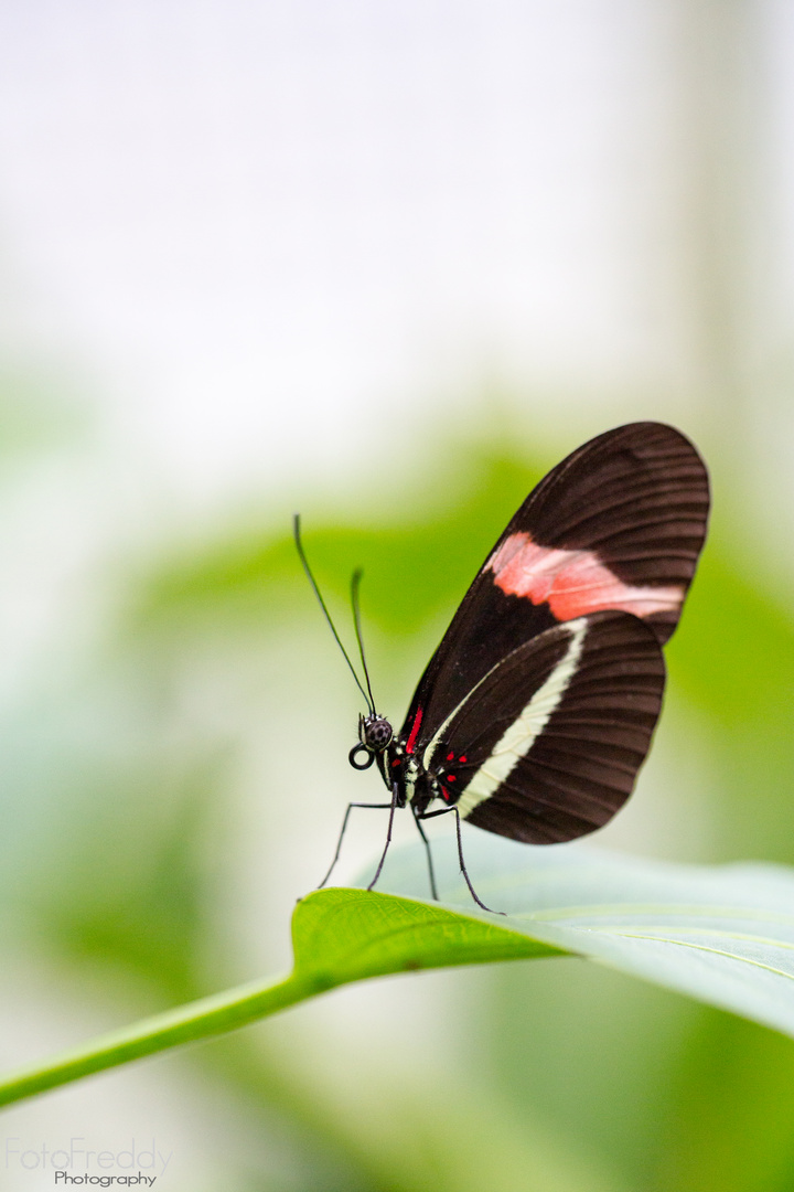 Schmetterlinge im Botanischen Garten München