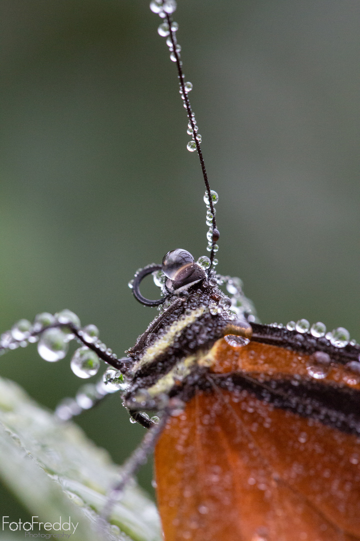 Schmetterlinge im Botanischen Garten München