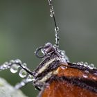 Schmetterlinge im Botanischen Garten München