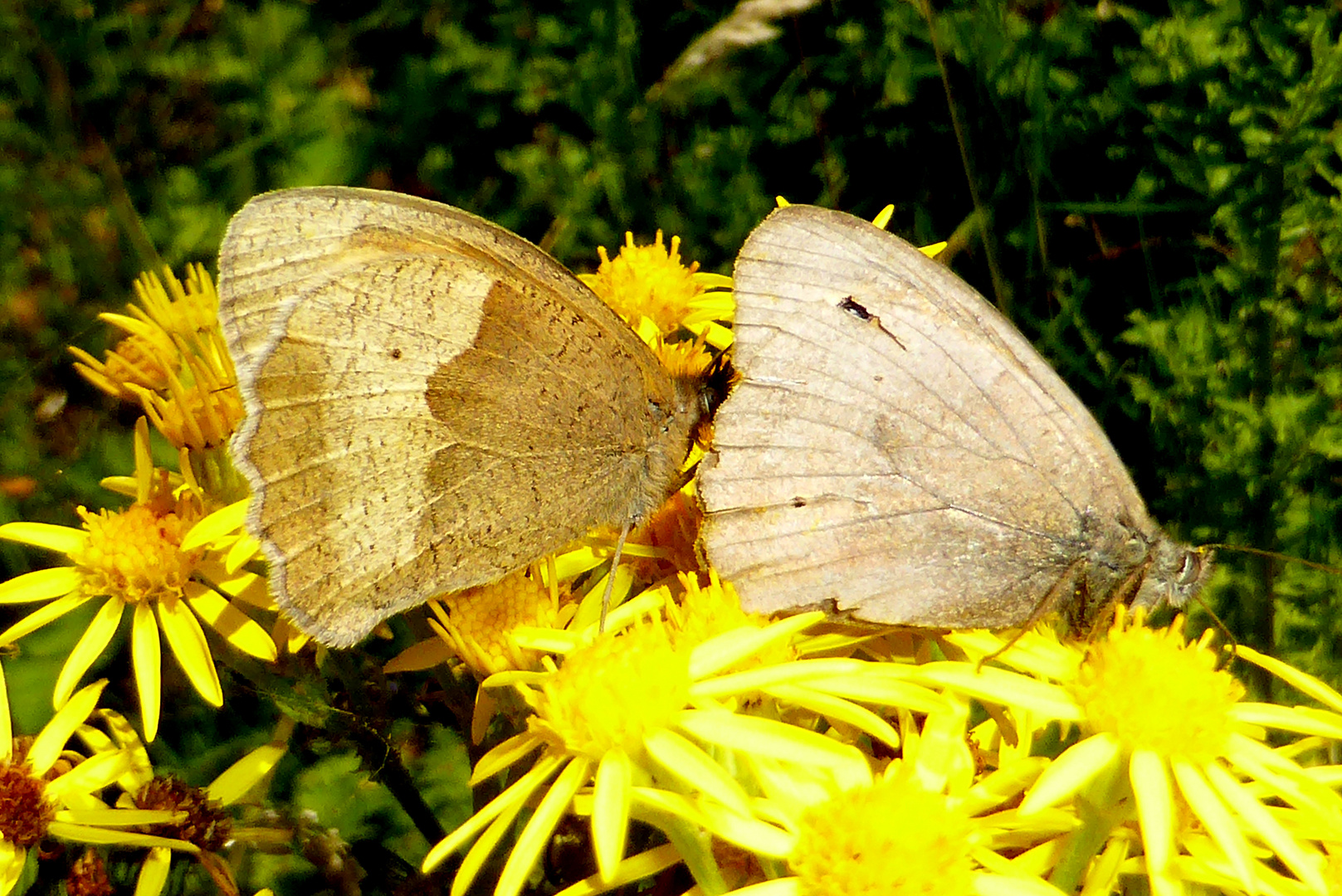 Schmetterlinge im Doppelpack