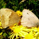 Schmetterlinge im Doppelpack