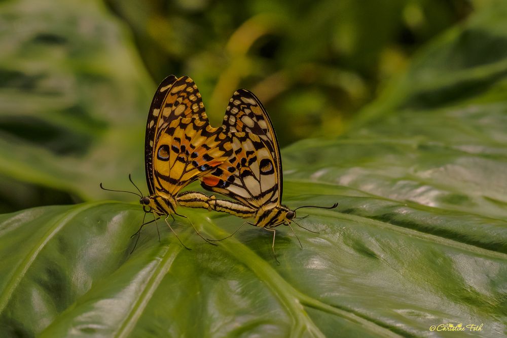 Schmetterlinge im Doppelpack