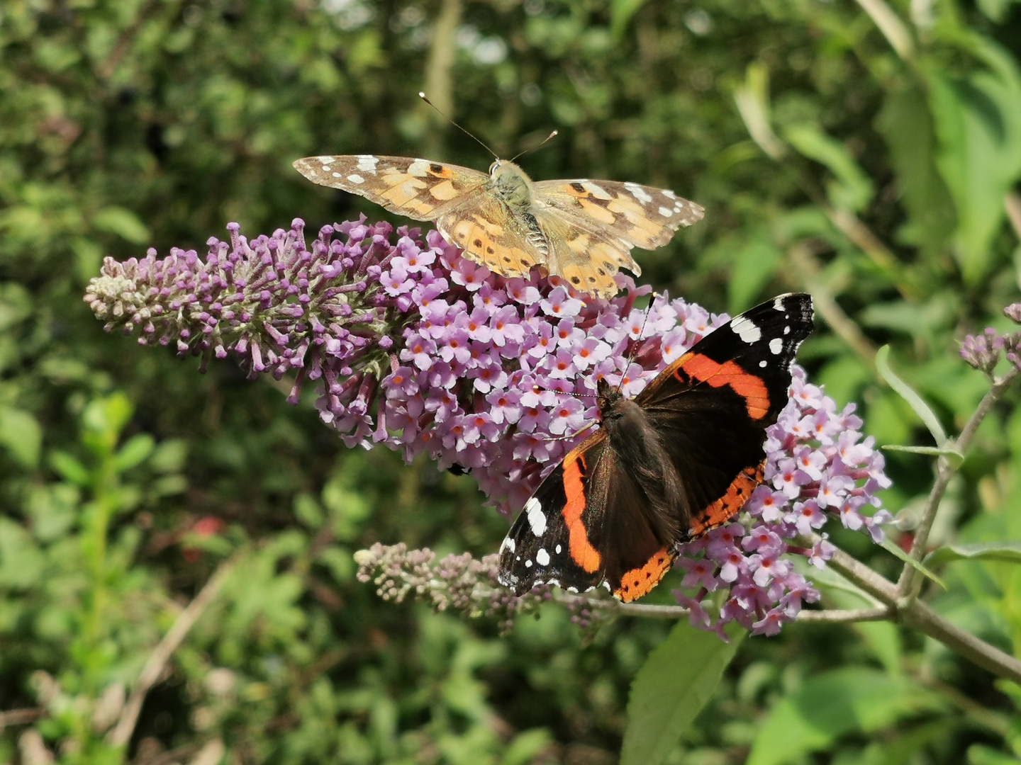 Schmetterlinge im Doppelpack 