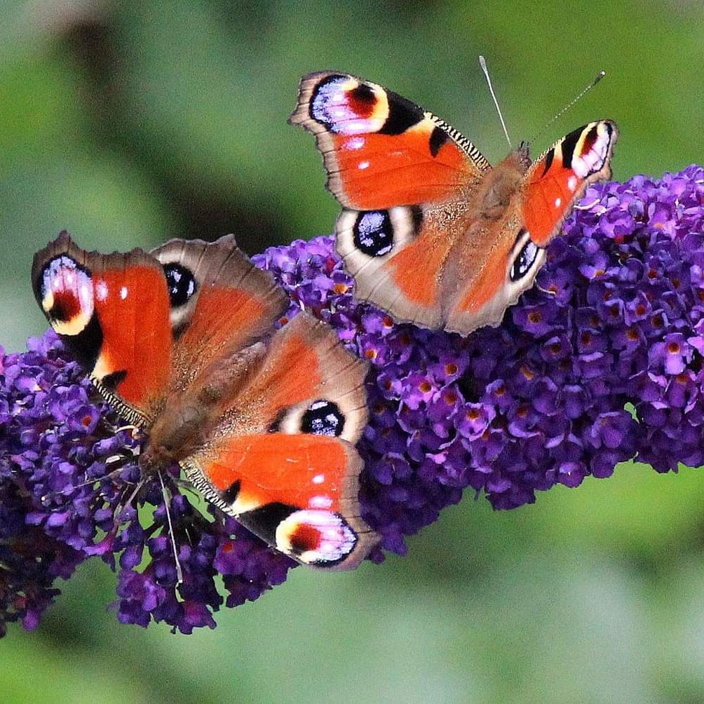 Schmetterlinge im Doppelpack