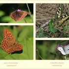 Schmetterlinge im Engadin