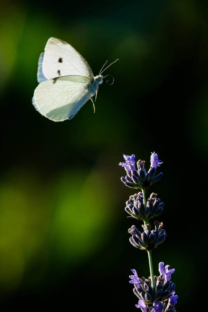 Schmetterlinge im Flug