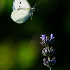 Schmetterlinge im Flug