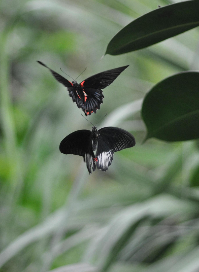 Schmetterlinge im Flug beim Liebesspiel