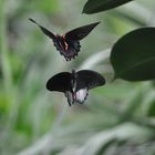 Schmetterlinge im Flug beim Liebesspiel