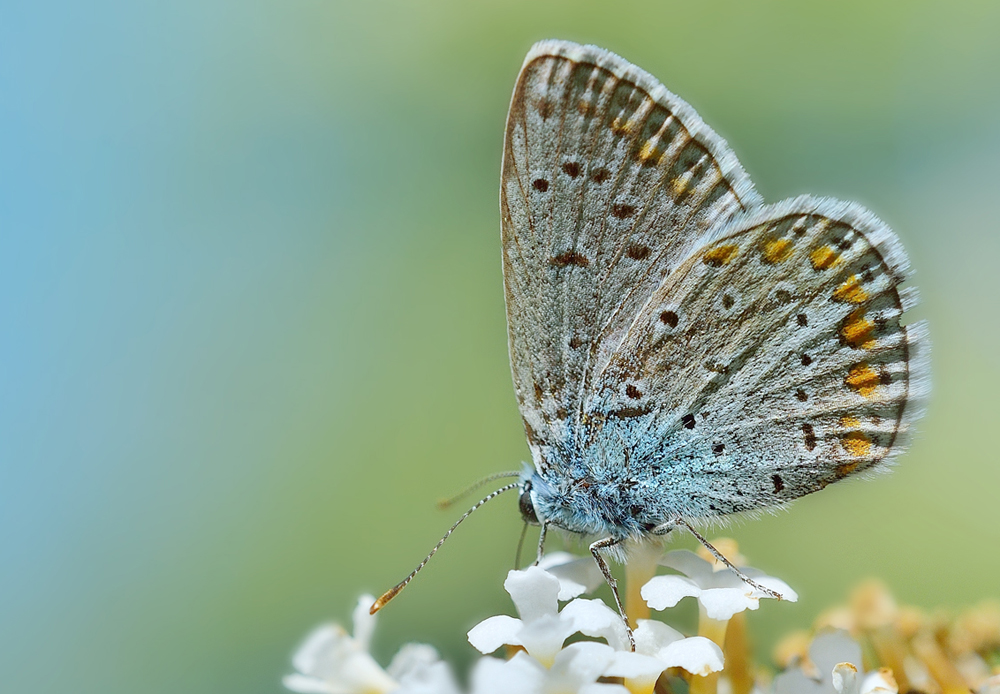 Schmetterlinge im Garten 2