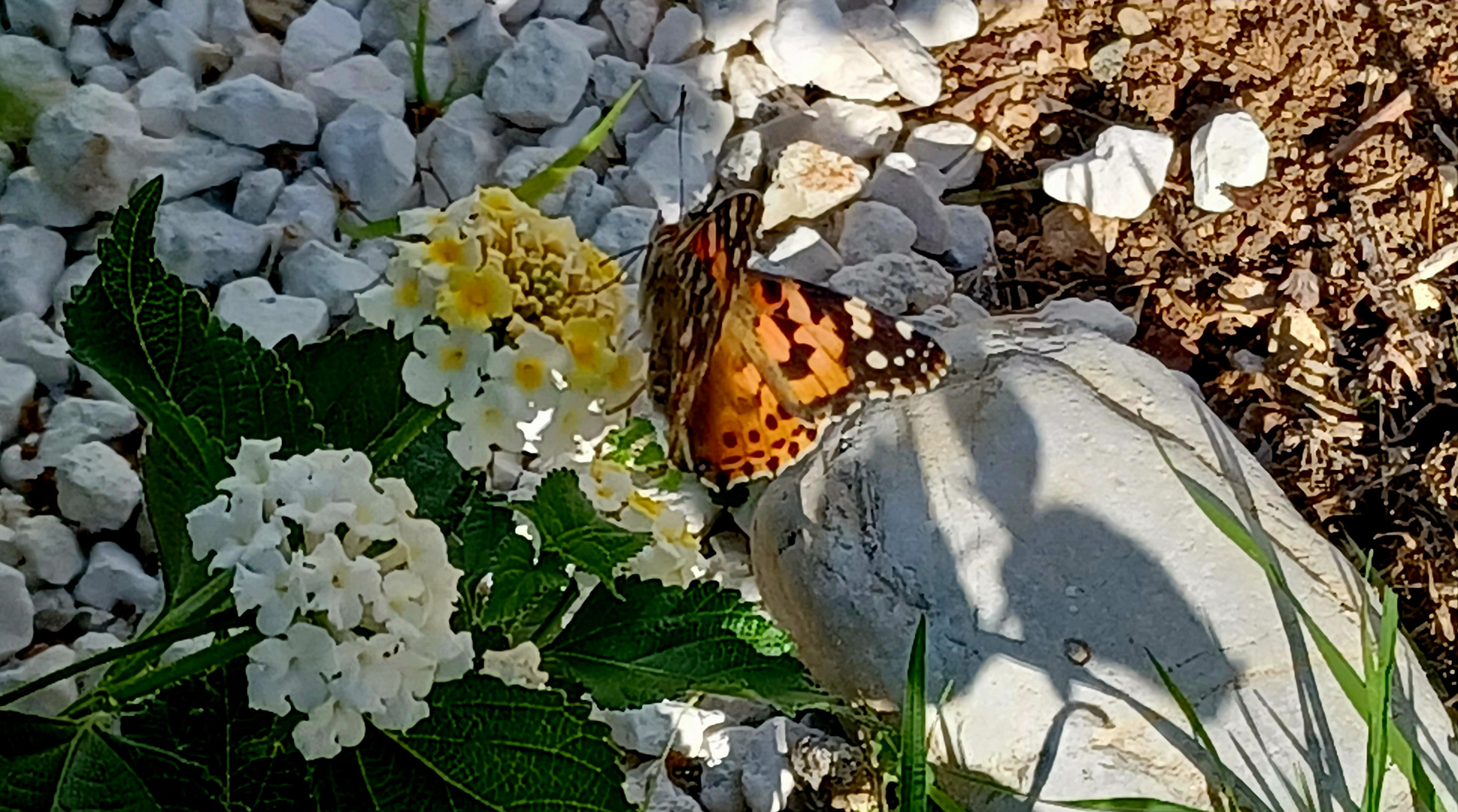 Schmetterlinge im Garten