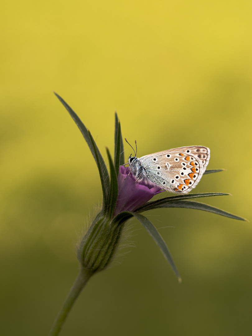 Schmetterlinge im Garten