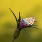 Schmetterlinge im Garten