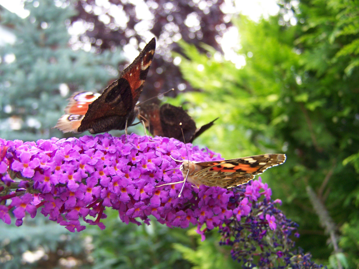 schmetterlinge im Garten Foto & Bild tiere, natur Bilder auf